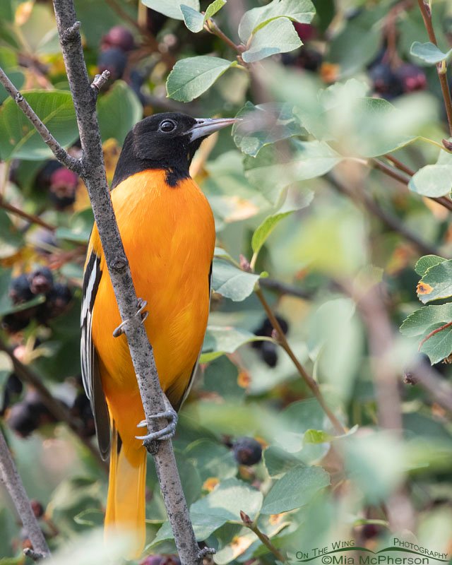 Male Baltimore Oriole rarity, Morgan County, Utah