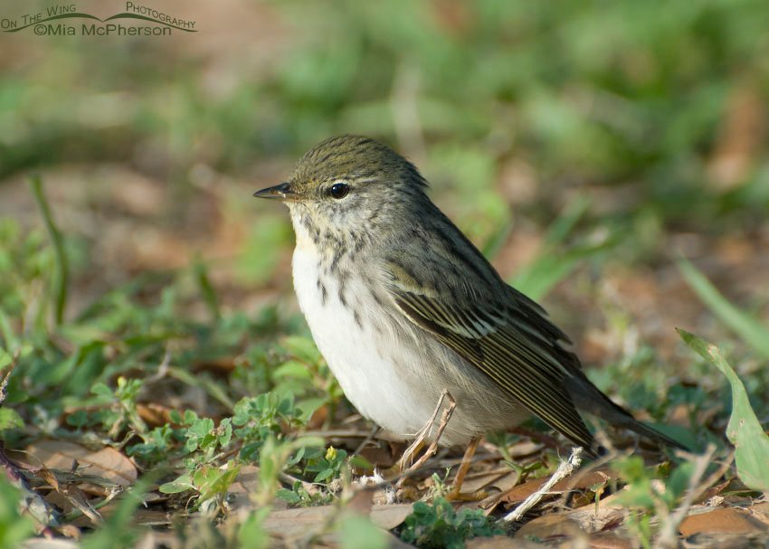 Female Blackpoll Warbler in Florida in spring, Fort De Soto County Park, Pinellas County, Florida