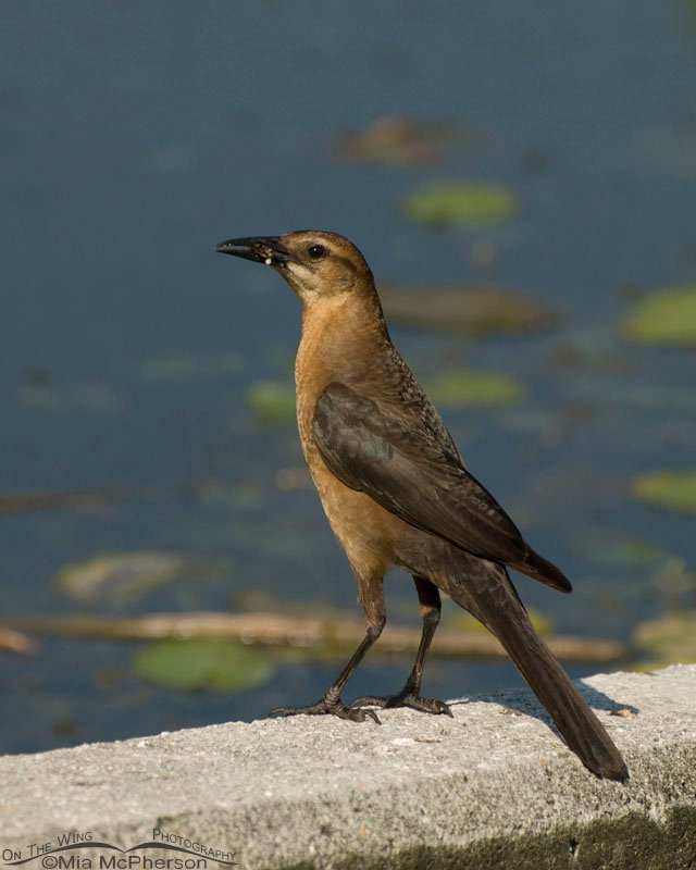 Female Boat-tailed Grackle in Florida, Lake Carillon, Pinellas County