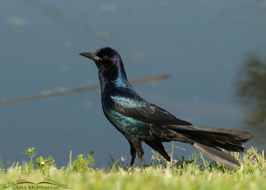 Boat-tailed Grackle Images