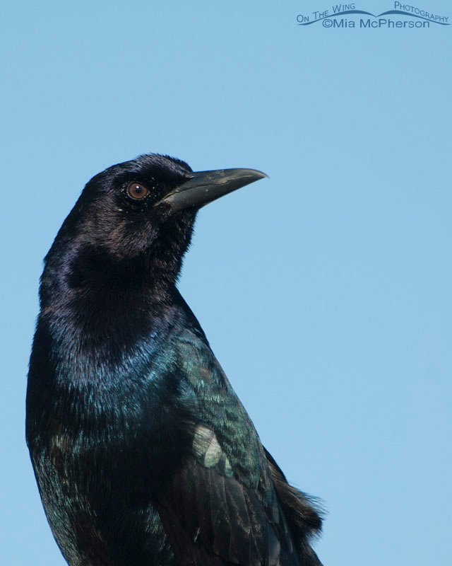 Close up of a male Boat-tailed Grackle, Celery Fields, Sarasota County, Florida