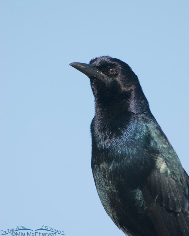 Male Boat-tailed Grackle portrait, Celery Fields, Sarasota County, Florida
