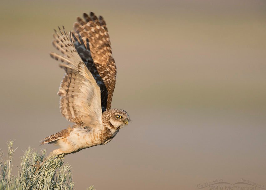 Adult Burrowing Owl lifting off from rabbitbrush, Antelope Island State Park in Davis County, Utah