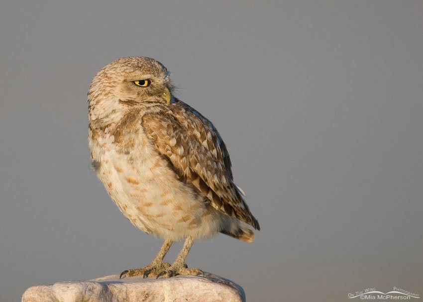 Burrowing Owl adult near mudflats of the Great Salt Lake, Antelope Island State Park, Davis County, Utah