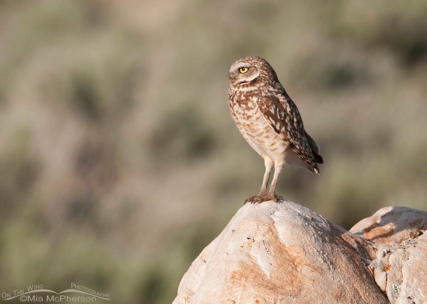 Burrowing Owl adult on a Tintic Quartzite boulder, Antelope Island State Park, Davis County, Utah