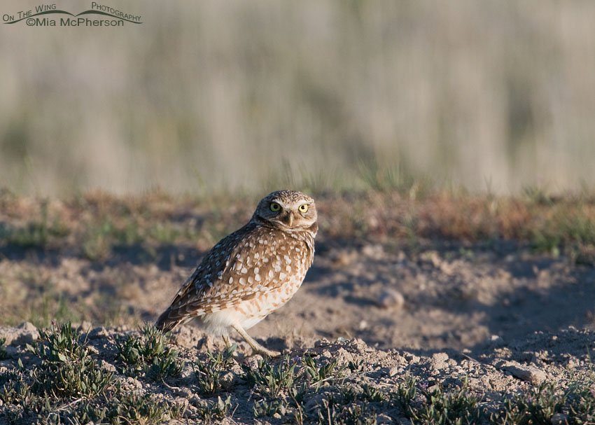 Burrowing Owl adult at a burrow entrance in Box Elder County, Utah