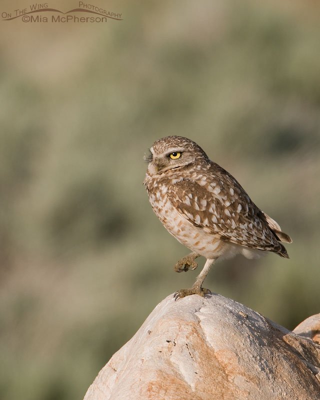 Burrowing Owl adult in the early morning, Antelope Island State Park, Davis County, Utah