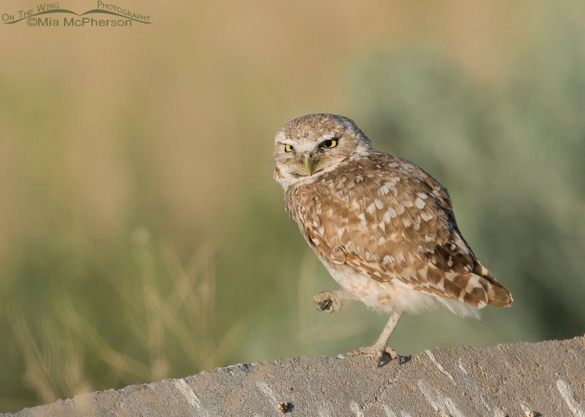 Adult Burrowing Owl one-legged pose, Antelope Island State Park, Davis County, Utah
