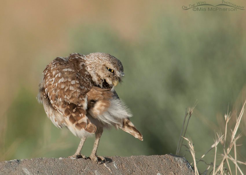 Adult Burrowing Owl preening, Antelope Island State Park, Davis County, Utah