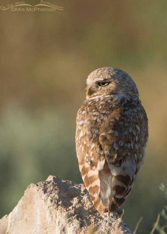 Adult Burrowing Owl just after sunrise, Antelope Island State Park, Davis County, Utah