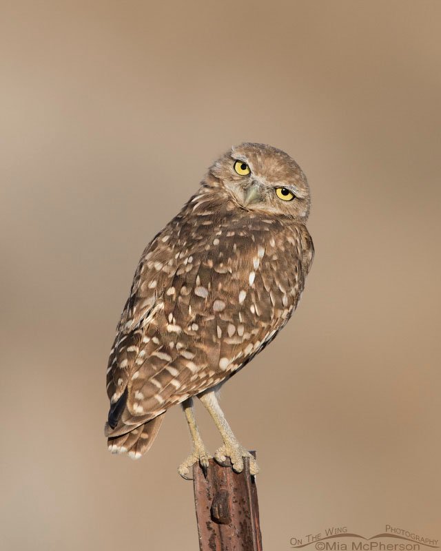 Adult Burrowing Owl giving me a look of curiosity, Box Elder County, Utah