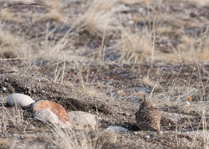 An adult Burrowing Owl at its burrow in winter on Antelope Island State Park in northern Utah
