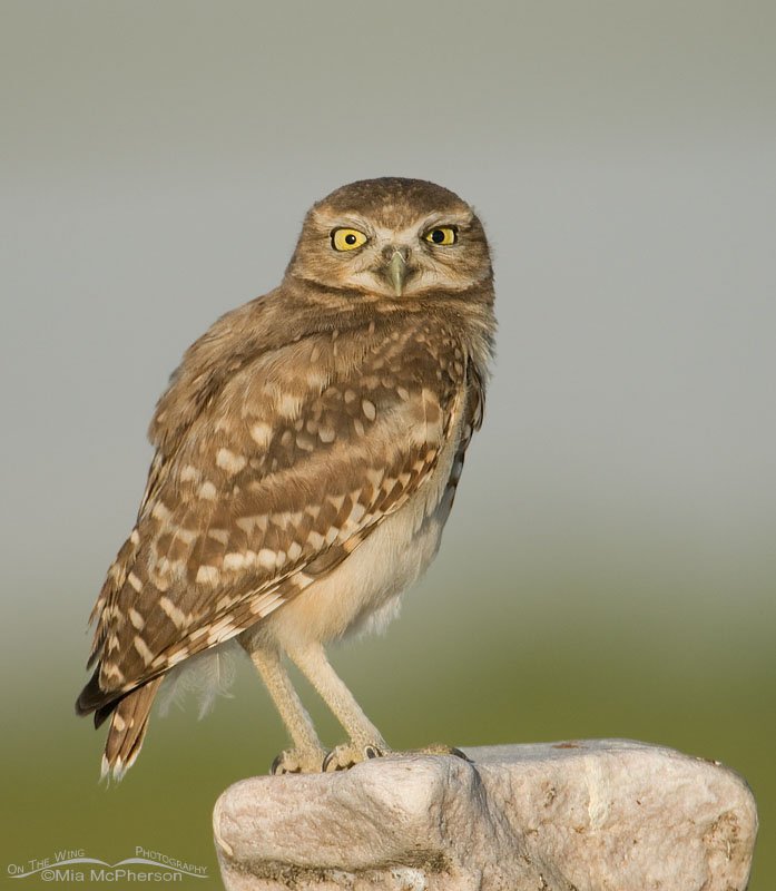 Burrowing Owl juvenile on a July morning, causeway to Antelope Island State Park, Davis County, Utah