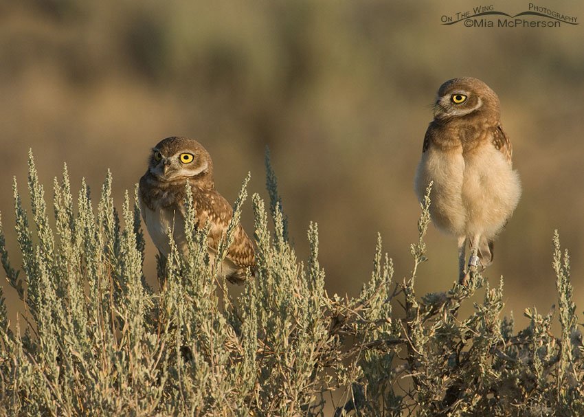 Pair of juvenile Burrowing Owls just after sunrise perched on sage, Antelope Island State Park, Davis County, Utah