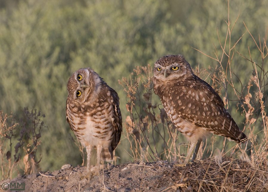 Pair of juvenile Burrowing Owls, Antelope Island State Park, Davis County, Utah