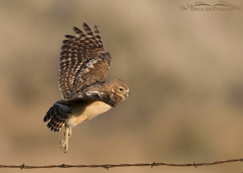 Young Burrowing Owl about to land on a barbed wire fence, Box Elder County, Utah