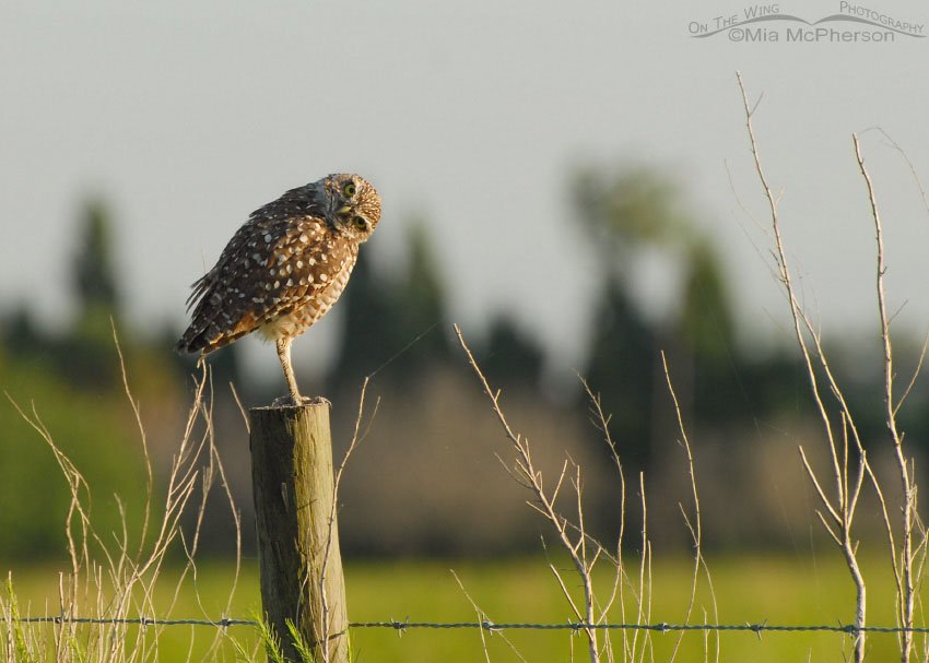 Curious Burrowing Owl on fencepost, Sarasota County, Florida