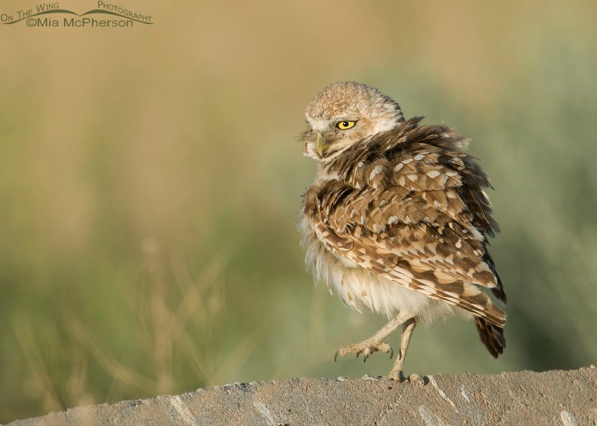 Fluffed up adult Burrowing Owl, Antelope Island State Park, Davis County, Utah