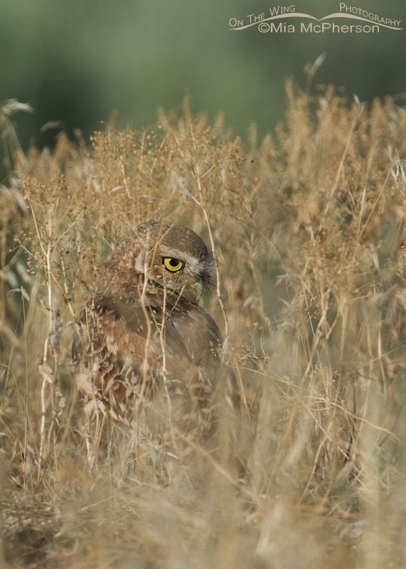 Hidden treasure - A Burrowing Owl juvenile, causeway to Antelope Island State Park, Davis County, Utah
