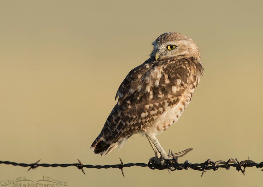 Juvenile Burrowing Owl perched in front of a field of grain, Box Elder County, Utah
