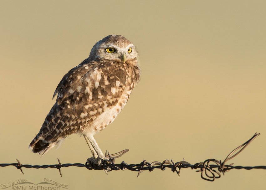 Young Burrowing Owl in early morning light, Box Elder County, Utah