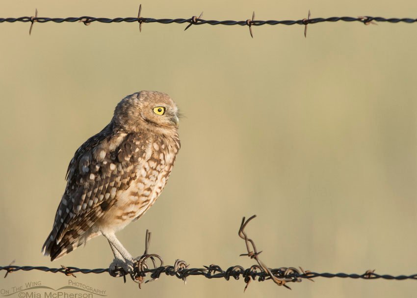 Juvenile Burrowing Owl framed by a barbed wire fence, Box Elder County, Utah