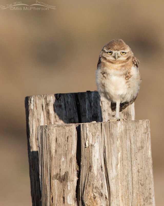 Looks like this juvenile Burrowing Owl needs some coffee! Sleepy looking Burrowing Owl in Box Elder County, Utah