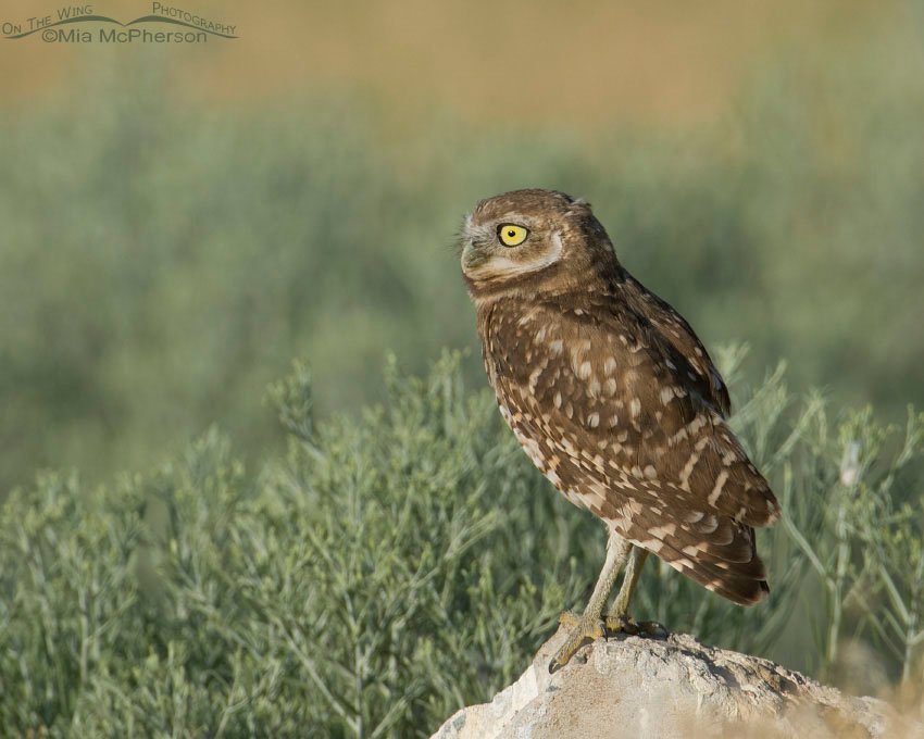 Juvenile Burrowing Owl and its great big eyes, Antelope Island State Park, Davis County, Utah