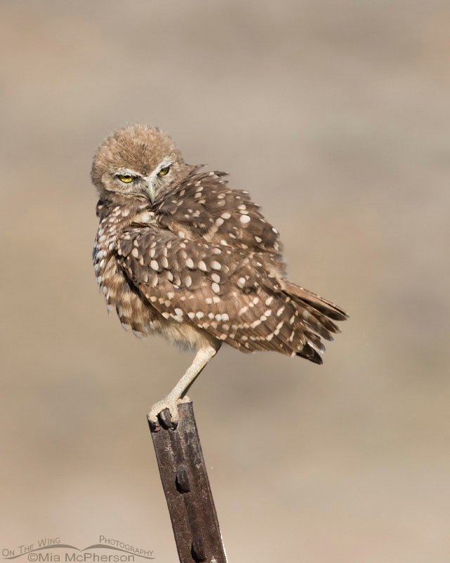 Juvenile Burrowing Owl looking at a vole on the ground in Box Elder County, Utah