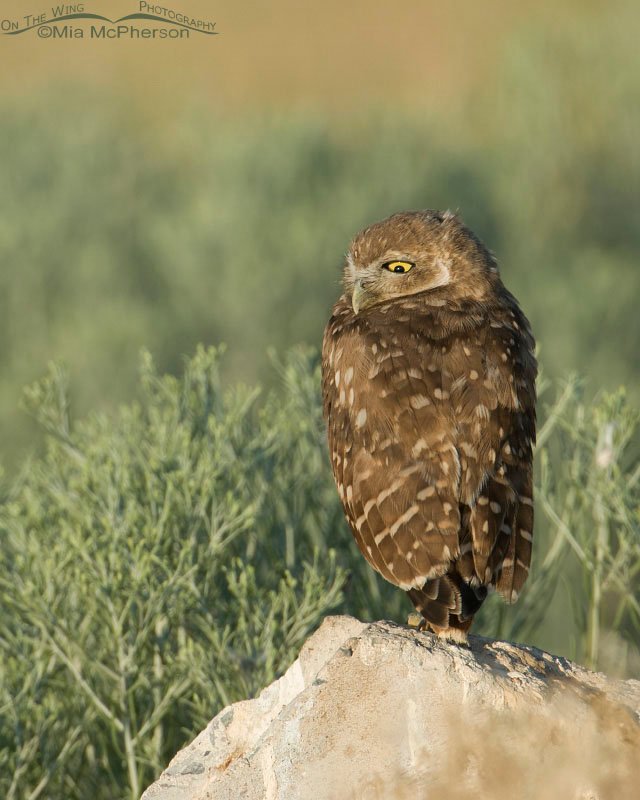 Funny faced juvenile Burrowing Owl, Antelope Island State Park, Davis County, Utah