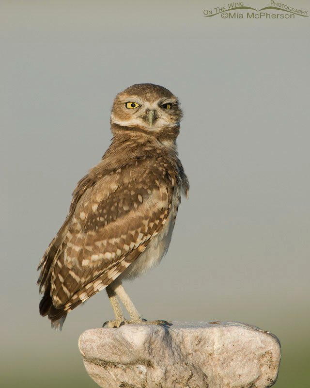 Immature Burrowing Owl making a funny face, causeway to Antelope Island State Park, Davis County, Utah