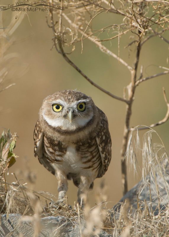 Head on juvenile Burrowing Owl on Antelope Island State Park, Davis County, Utah