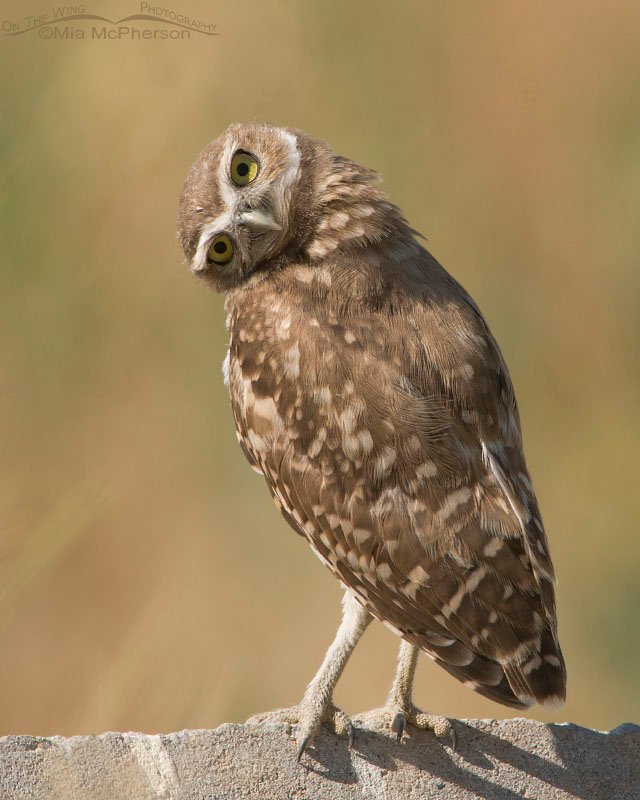 Curious young Burrowing Owl, Antelope Island State Park, Davis County, Utah