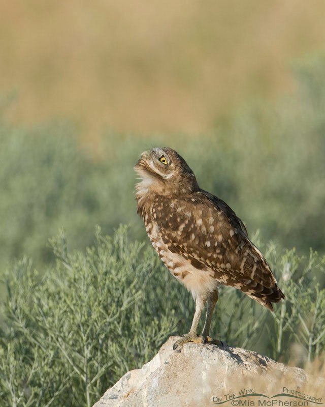 Burrowing Owlet keeping an eye on the sky, Antelope Island State Park, Davis County, Utah