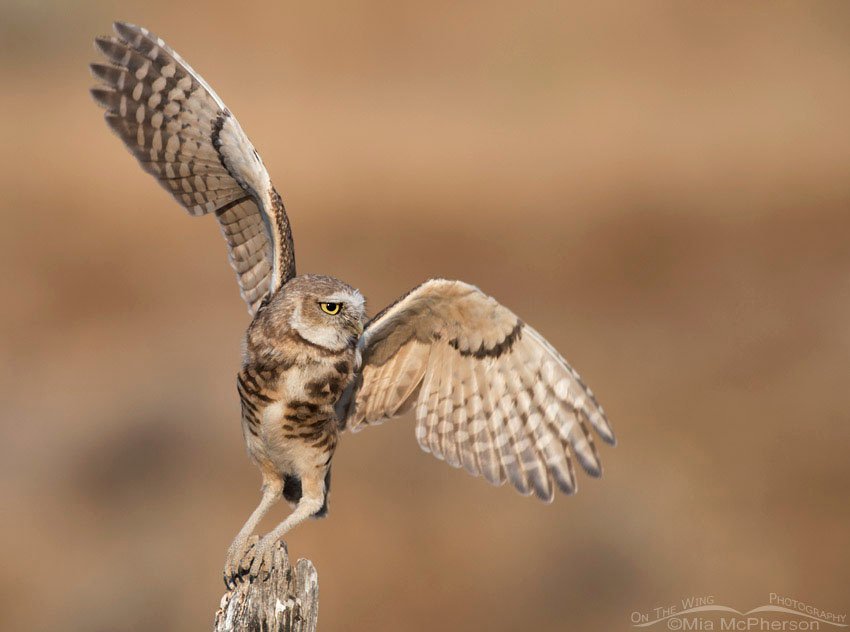 Burrowing Owl juvenile lift off from an old fence post, Box Elder County, Utah