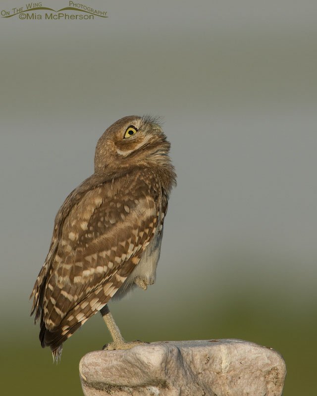 Young Burrowing Owl with an eye on the sky, Antelope Island State Park, Davis County, Utah