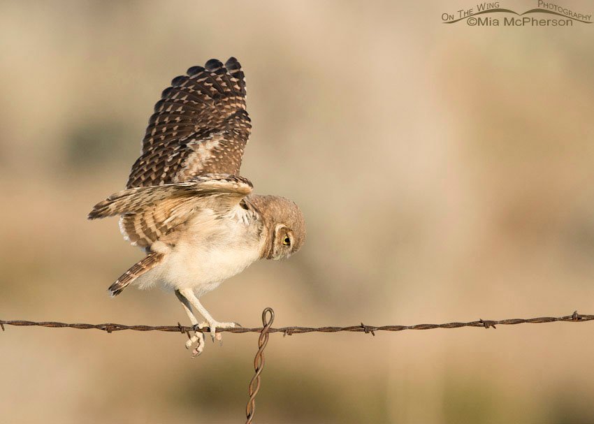 Juvenile Burrowing Owl balancing on wire, Box Elder County, Utah