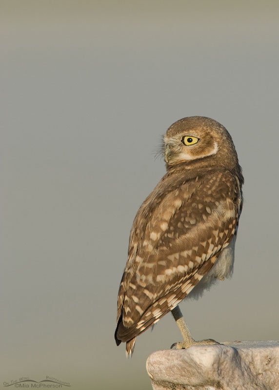 Morning Burrowing Owl juvenile, Antelope Island State Park, Davis County, Utah