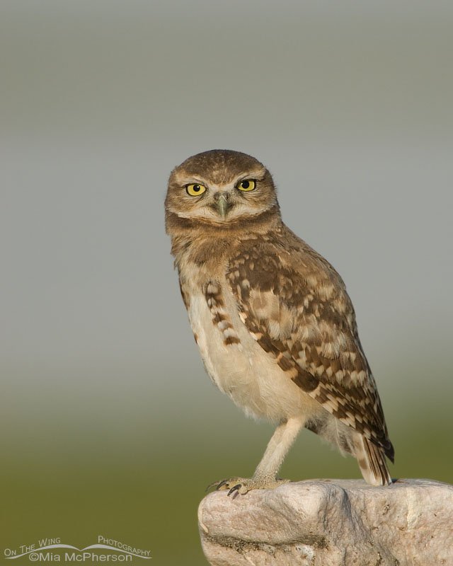 Juvenile Burrowing Owl along the Antelope Island SP causeway, Utah