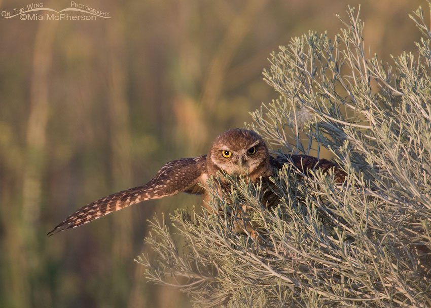 Juvie Burrowing Owl in rabbitbrush, Antelope Island State Park, Davis County, Utah