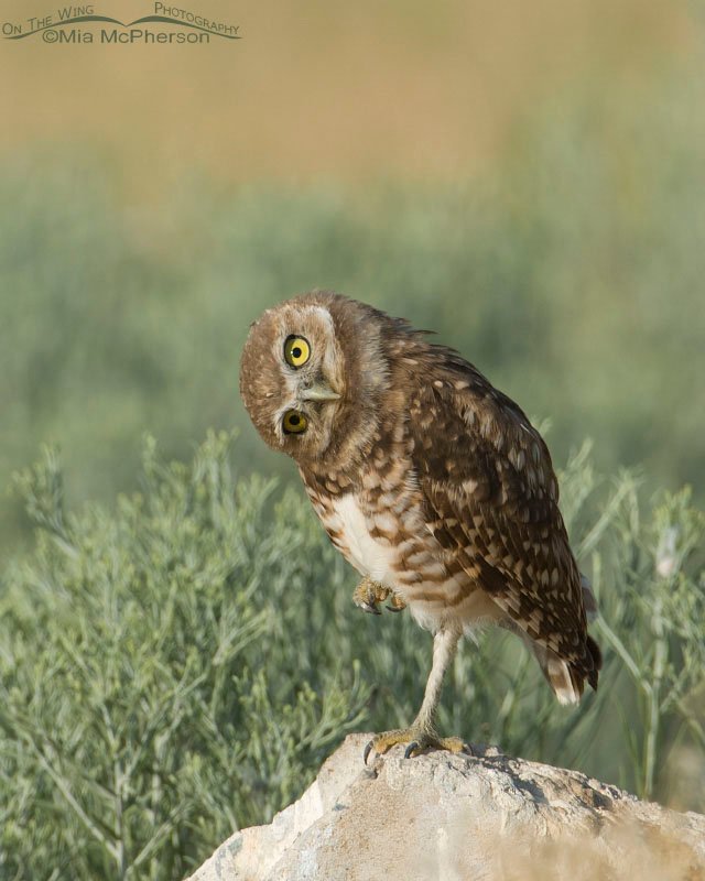 Young Burrowing Owl head tilt, Antelope Island State Park, Davis County, Utah
