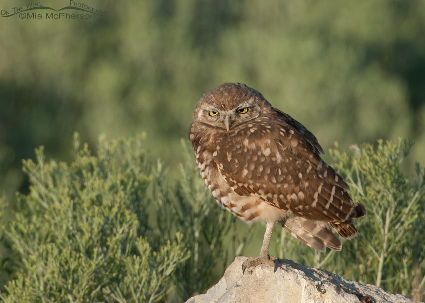 Young Burrowing Owl in morning light, Antelope Island State Park, Davis County, Utah