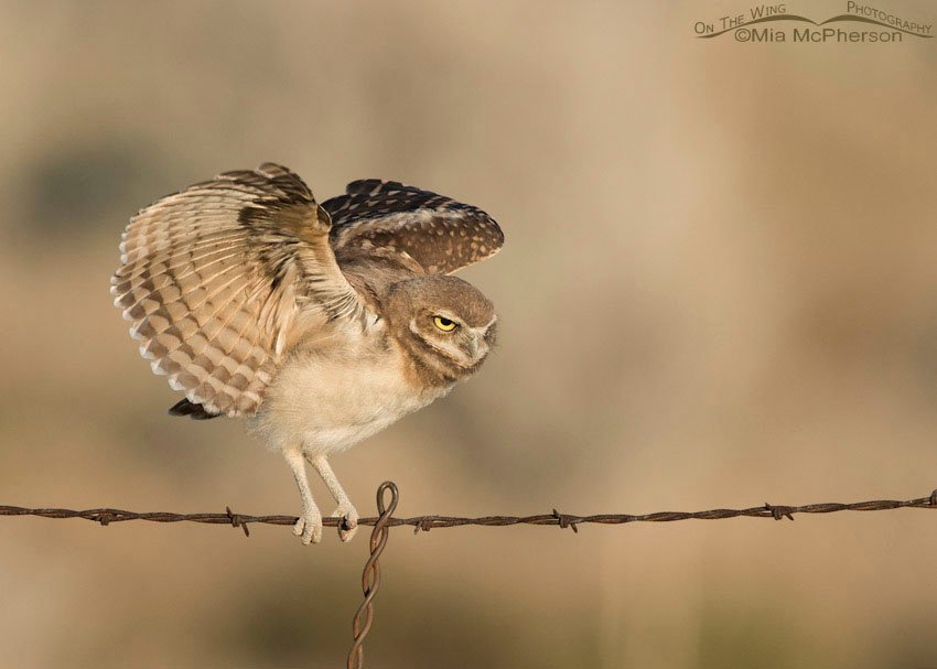 Young Burrowing Owl flapping its wings on a wire, Box Elder County, Utah