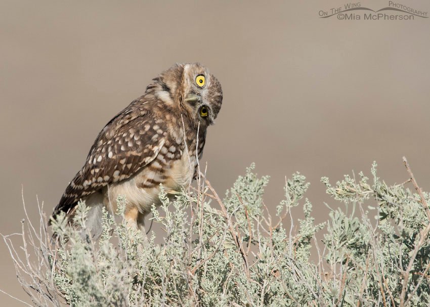 Juvenile Burrowing Owl parallaxing on a sagebrush, Box Elder County, Utah