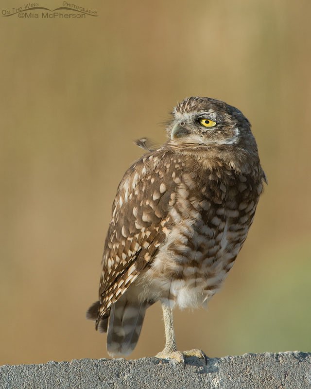 Burrowing Owl juvenile looking at something in the distance, Antelope Island State Park, Davis County, Utah