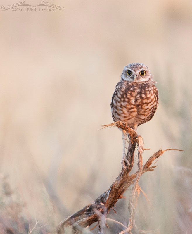 Burrowing Owl – Conserve, Love, Understand. Northern Utah.