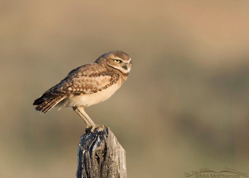 Juvenile Burrowing Owl facing the wind, Box Elder County, Utah