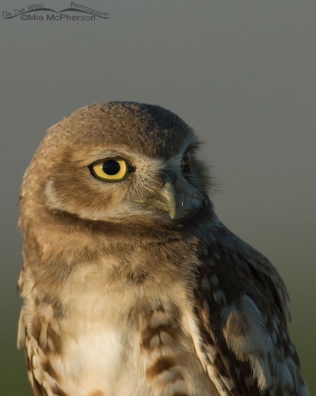 Juvenile Burrowing Owl portrait, Antelope Island State Park, Davis County, Utah