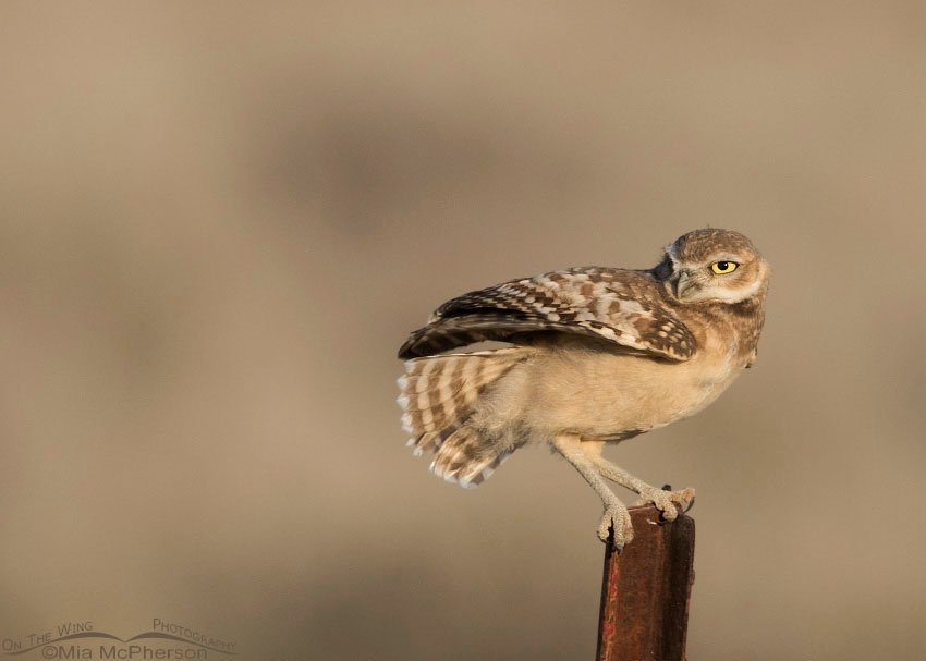 Wind blown juvenile Burrowing Owl, Box Elder County, Utah