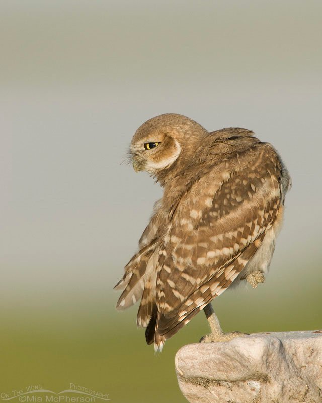 Preening juvenile Burrowing Owl, causeway to Antelope Island State Park, Davis County, Utah
